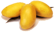 Pakistan Mangoes Exhibition